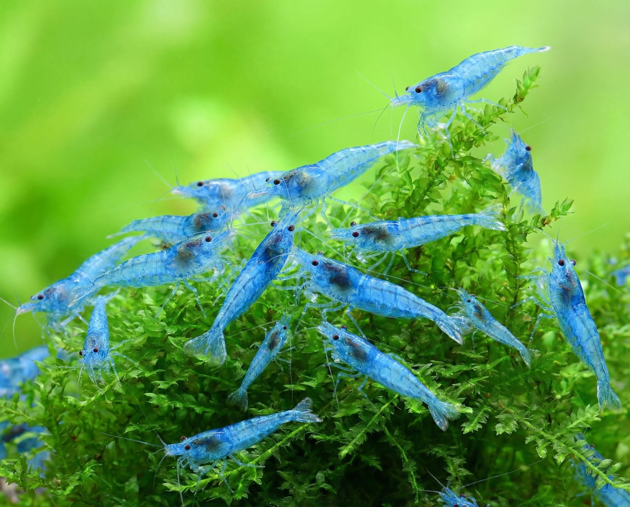 Neocaridina davidi var. Blue Jelly (Blue Jelly Shrimp)